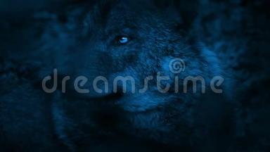 狼在黑暗中用明亮的眼睛环顾四周