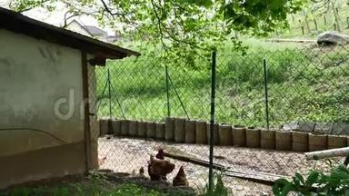 后院有鸡肉和公鸡