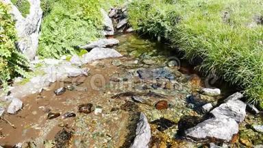 夏天，在田园诗般的无污染环境中流淌的小溪流穿过意大利阿尔卑斯山上的绿色草地。