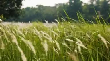 在阳光明媚的夏日，草甸草原上的花草在微风中吹拂和摇曳，背景是河湖。