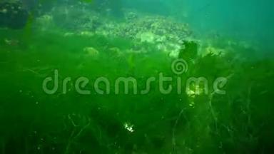 黑海浅水域的绿藻浒苔、贻贝和鱼类