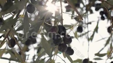 橄榄挂在树枝上晒太阳