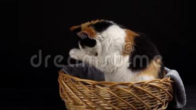 猫在篮子里洗