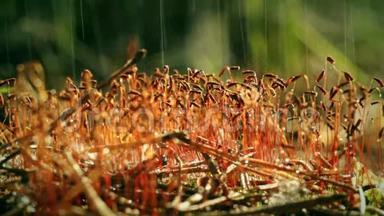 苔藓上的雨。 孢子菌