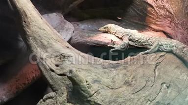 瓦兰蜥蜴在动物园里休息。