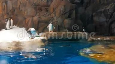 企鹅在动物园玩