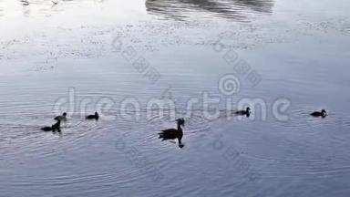 鸭子和小鸭子在河里游泳
