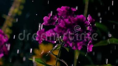 紫色的花朵和夜幕下的水滴。 超级慢动作视频，<strong>500</strong>fps