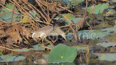 湿地中的池<strong>鹭鸟</strong>。