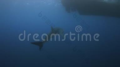 蓝水中的鲸鲨。 4k