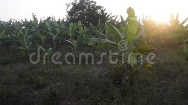 傍晚阳光下的香蕉种植园
