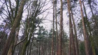 一片茂密的英国森林