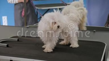 一只小狗BichonBolognese站在兽医诊所的桌子上。