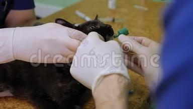 兽医在手术前`猫的嘴插入一个呼吸管。
