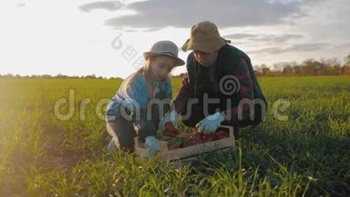 年轻的母亲和她的女儿在农场<strong>收割</strong>蔬菜。 <strong>农民</strong>家庭小组在<strong>收割</strong>期间，用一根木头