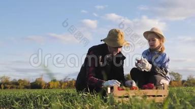 年轻的母亲和她的女儿在农场收割蔬菜。 农民家庭小组在收割期间，用一根木头