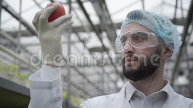 一张严肃的白种人戴防护眼镜检查番茄的特写照片。 专业青年农艺师