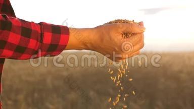 女农把粮食捧在手心.. 商人看田间小麦的质量。 谷物收获