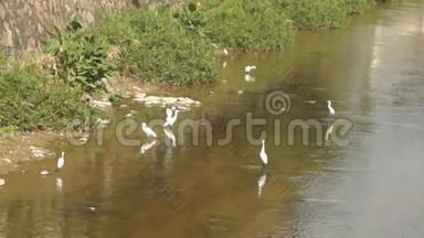 美丽的白鹭栖息在浅水河岸上
