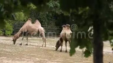 动物园里的骆驼家族。