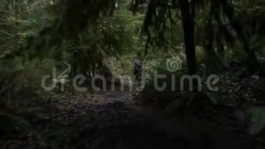 一只快乐的年轻黑白小狗跑过一条常绿的森林小路.. 高清24FPS。