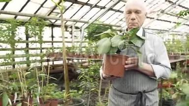 一位年长的园丁在温室里端着一<strong>盆植</strong>物。