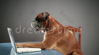 拳击狗坐在椅子上，在笔记本电脑上按键盘。