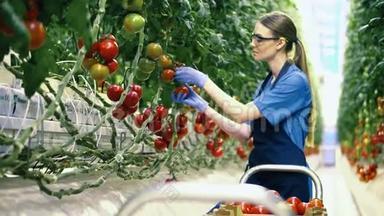 农业产业，农民在温室里。 温室的工人从树枝上收集红番茄。