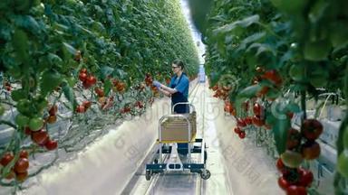 一名工人从植物中收集西红柿。 农业产业，农民在温室里。