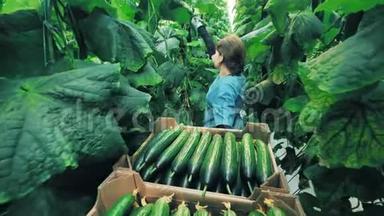 农业，<strong>农耕</strong>，粮食生产理念.. 女人在温室里收集黄瓜。
