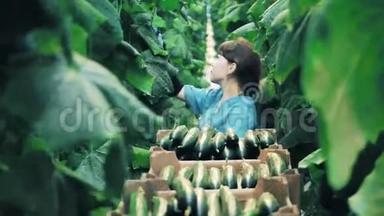 农业，<strong>农耕</strong>，粮食生产理念.. 人们在温室里散步，摘黄瓜。