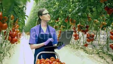 一个女人在温室里检查西红柿时用笔记本电脑工作。 工业蔬菜种植，<strong>生鲜</strong>聚集