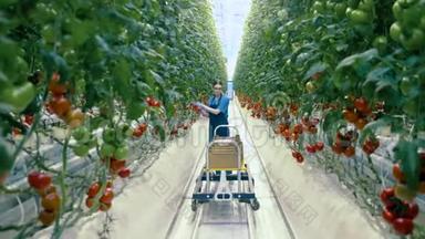 农业<strong>产业</strong>，农民在温室里。 女人把西红柿放进温室里的大推车里。