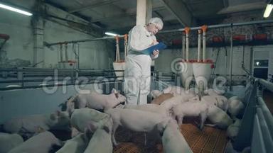 男农正站在猪场里做笔记。 兽医在养猪场工作，农业<strong>产业</strong>
