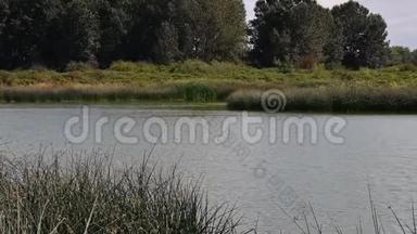 巴恩燕子飞过池塘的视频。