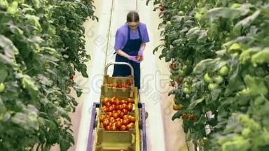 一位女工在绿色<strong>植物</strong>中收集西红柿的<strong>俯视</strong>图