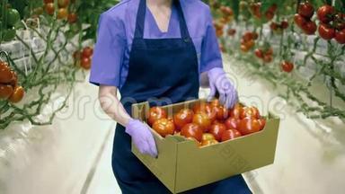 绿油油的工人手里拿着红色西红柿的盒子。 温室里新鲜成熟的西红柿。