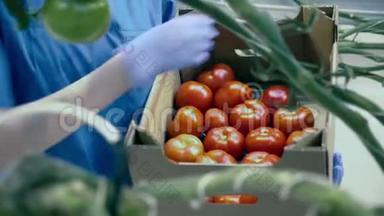 一个装满红番茄的盒子正被温室工人装满