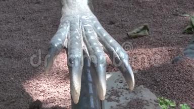 迪诺公园一只手拿着爪子的真体骨生物恐龙