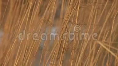 干燥的芦苇在风中沙沙作响