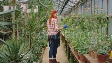 大花房里一位英俊的年轻女子边走边看护和检查植物的状况
