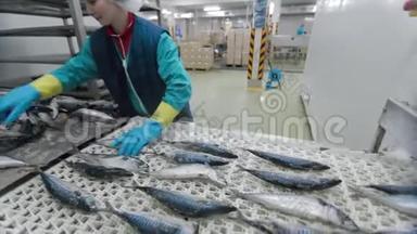 冷冻鱼正在被工厂的工作人员清洗。 运输机制是重新定位鱼类进行加工。