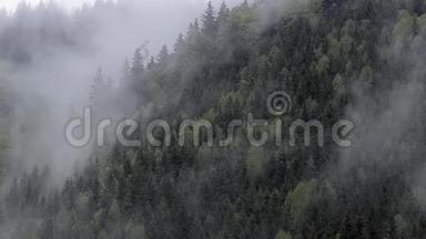 雾中的森林，云中的雨