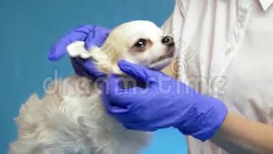兽医在蓝色背景的健康检查中检查一只狗对耳朵的健康状况
