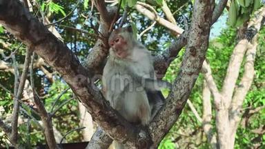 猴子<strong>坐在树上</strong>