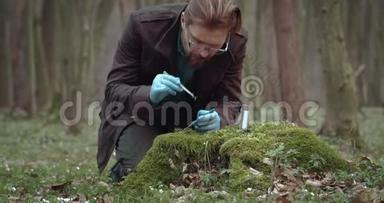 植物学家从老树桩上取绿色苔藓做试验