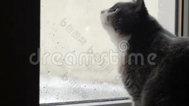 可爱的猫坐在家中的窗台上，<strong>看着窗外</strong>湿雪，宠物感兴趣的水滴和天气外