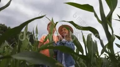 可爱的女孩手里拿着玉米茎，在玉米种植园里<strong>告诉</strong>她的朋友一些事情。 幼儿
