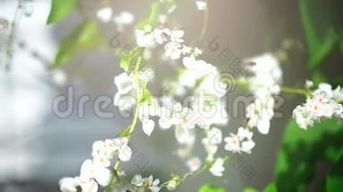 春天樱桃树的白花。