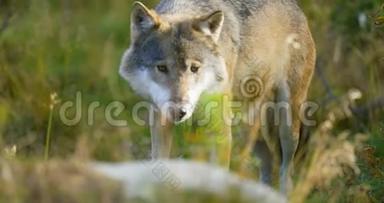 一只灰狼在森林里寻找食物